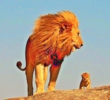 Pride, lions at serengeti national park